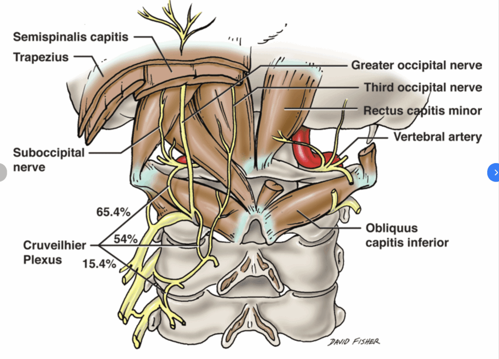 cervical spine, nervous system, atlas, dens, suboccipital muscles, headaches, chiropractic, proprioception, balance, feedback
